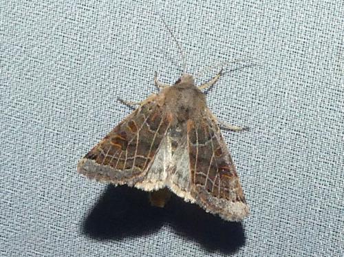 Agrochola lunosa